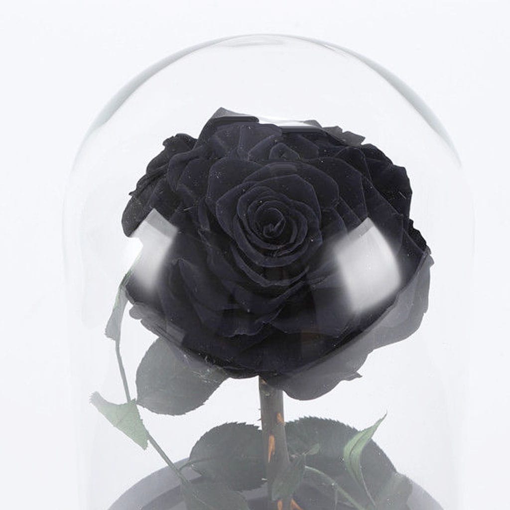 Trandafir Criogenat Negru XXL