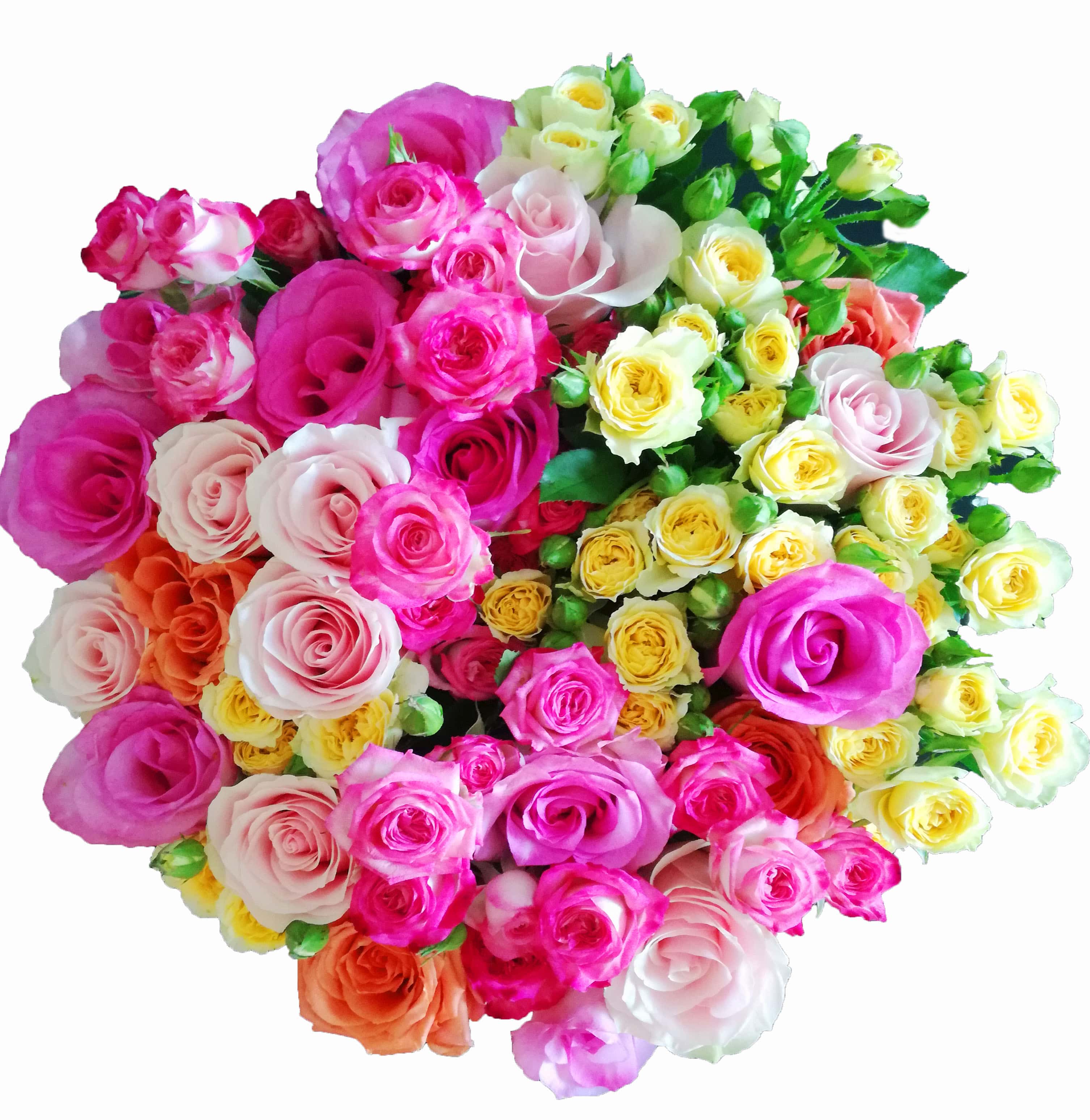 Cutie Mare Trandafiri si Miniroze Mix